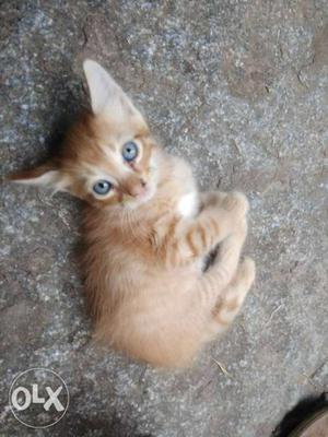 2month old female kitten.