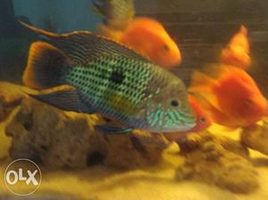 3 Good Quality Green Terror Cichlid Fish for sale, each 500