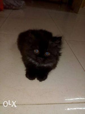 3 Persian cats 2 months old