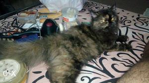 3 months old torti shell colour female kitten