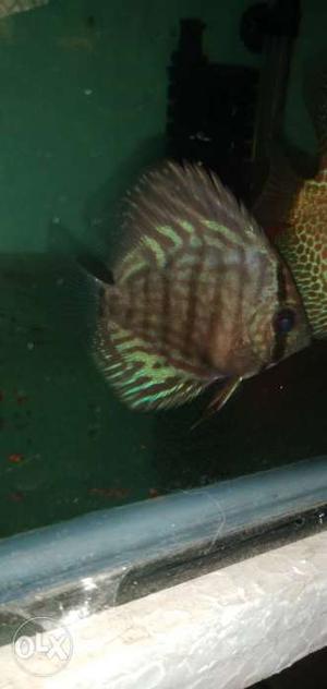 3 pis Discus available. Size- 2.5inch, 2.5inch, 4inch