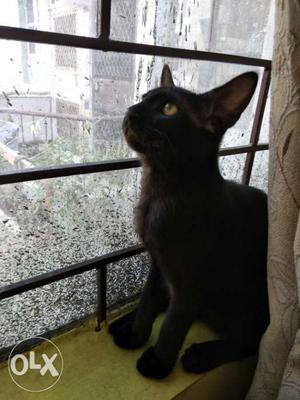 5 month Kitten, Black Color.