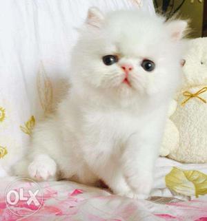 AA Wonderful Persian Kitten CASH ON DELIVERY