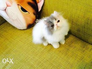 AA cash on delivery pure persian kitten for sale in