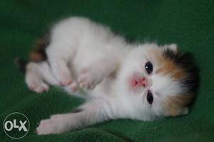 AA so CUTE pure persian kitten very active cod all india