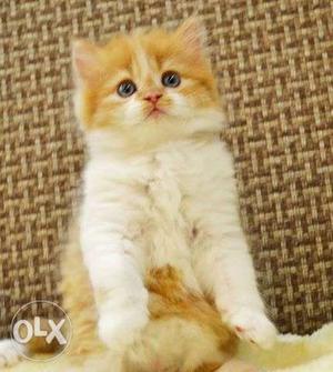 AA so cute persian kitten for sale in all ower delivery