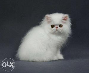 AA very cheap price 50 days persian kitten for sale in all