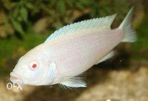 African Cichlids 2.5to3inch good color and