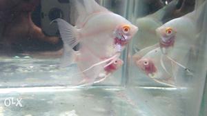 Albino red eye blushing angel breeding pairs