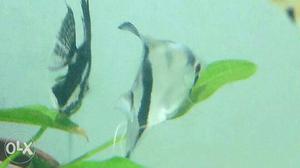 Angle fish Breeding pair