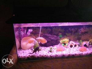 Aquarium and Oscar fish 36 inch neelam, 12 inch veethi 15