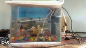 Aquarium and light filter fishes for sell total