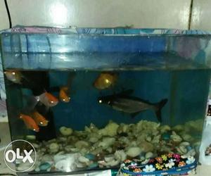 Aquarium for sale with 7 fishes