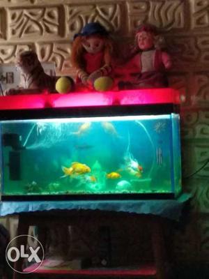 Aquarium with fish and other accessories for sell