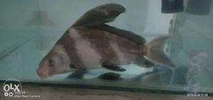 Asiatic exotic fish 12"size cheap rate