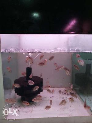 Baby RD Flowerhorn Fish For Sell wholesalers only