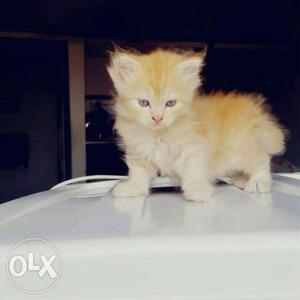 Beautiful persian kittens available for