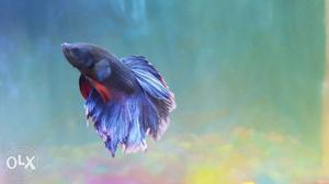 Betta fish 100
