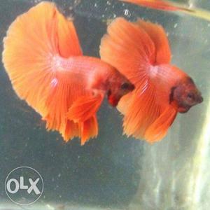 Bettas all types for sales