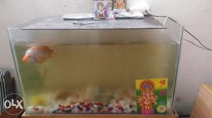 Big Fish tank with stand and aquarium items