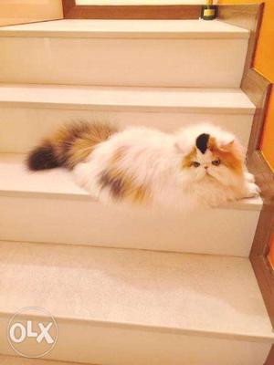 Big eyes persian kitten available for cheap price nhj