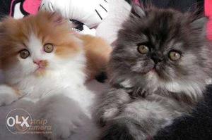 Big eyes so cute pure Persian kitten for sale in