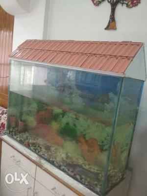 Big size fish tank, accessories & 4 fishes.