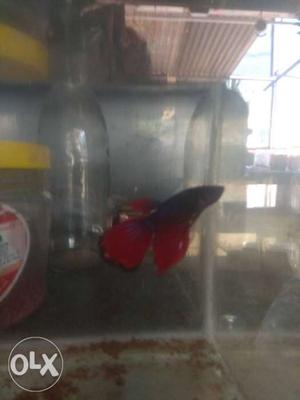 Big size fishes
