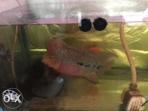 Big size flowerhorn with two female egg laying