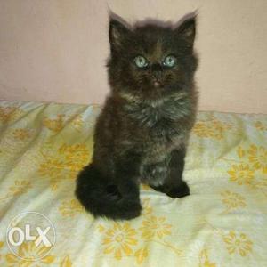 Black Persian Cat D 1 O 2 G 3