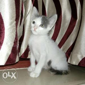 Black,gray and orange female Kitten