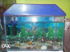 Blue Aquarium Tank with Filter
