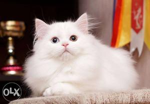 Blue eyes doll face white persian kitten for sale cod