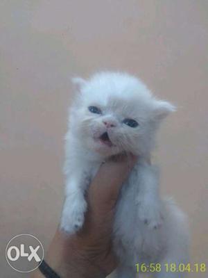 Blue eyes pnch face Persian kitten