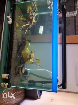 Blue-framed Pet Tank