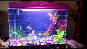 Brand new neat, clean and fresh aquarium with all equipments
