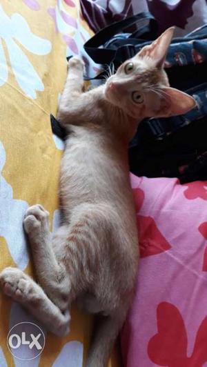 Brown Short-haired Cat