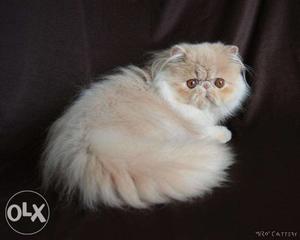Cash on delivery for persian kitten avalible in all
