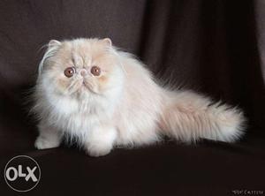 Cash on delivery pure white persian kitten avalible in all