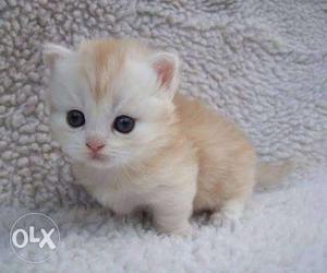 Cat Kitten  starting price mobile.