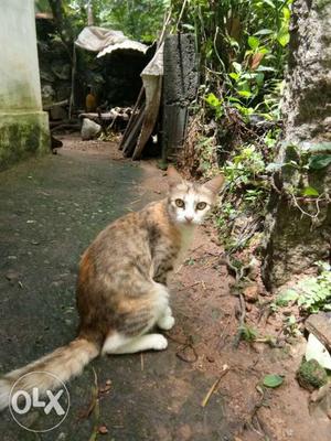 Cat female