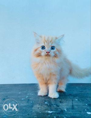 Cat female kitten for urgent sale Doll face