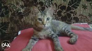 Cat for sale female 4 month old cute kitten