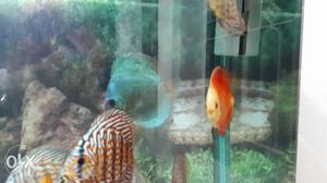Checkerboard discus babies available