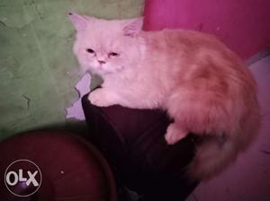 Chiku, 1.3 months, price nego., its male very