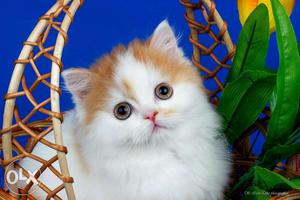 Cod so cute pure persian kitten avalible