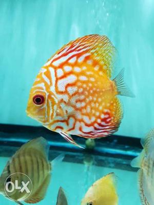 Discus Fish in New Delhi. Msg for more details