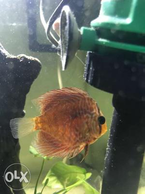 Discus fish /pair