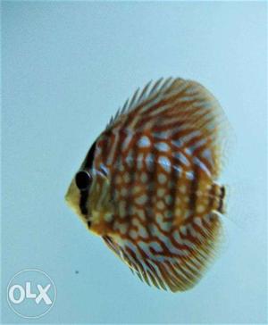 Discus sell