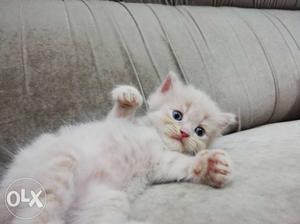 Doll Face Persian Kittens Beautiful Long Furr